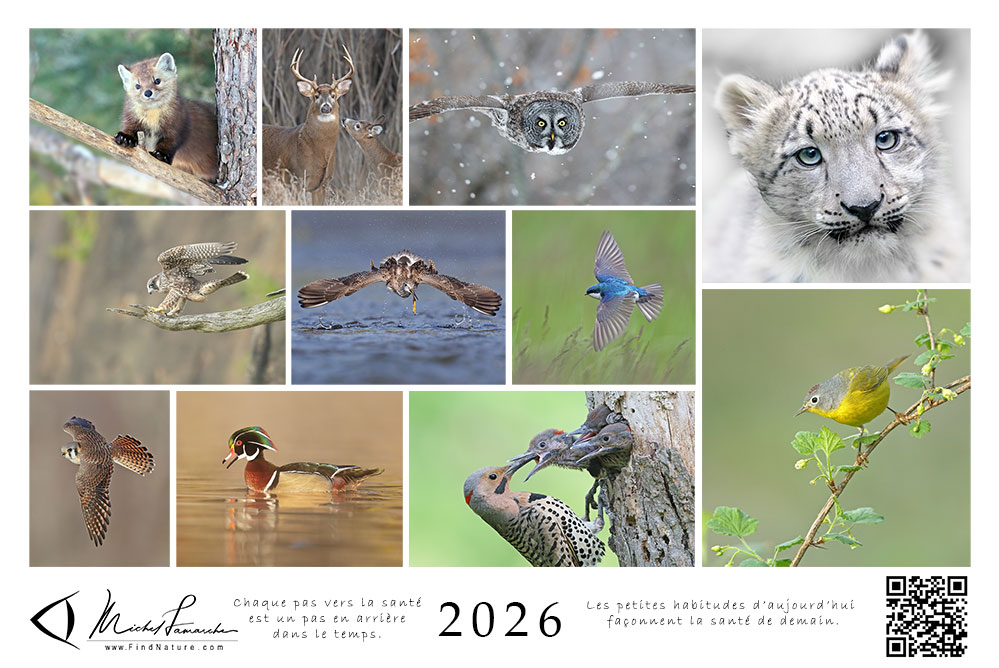 Fond d'écran FindNature.com Wallpaper 2026 - Michel Lamarche