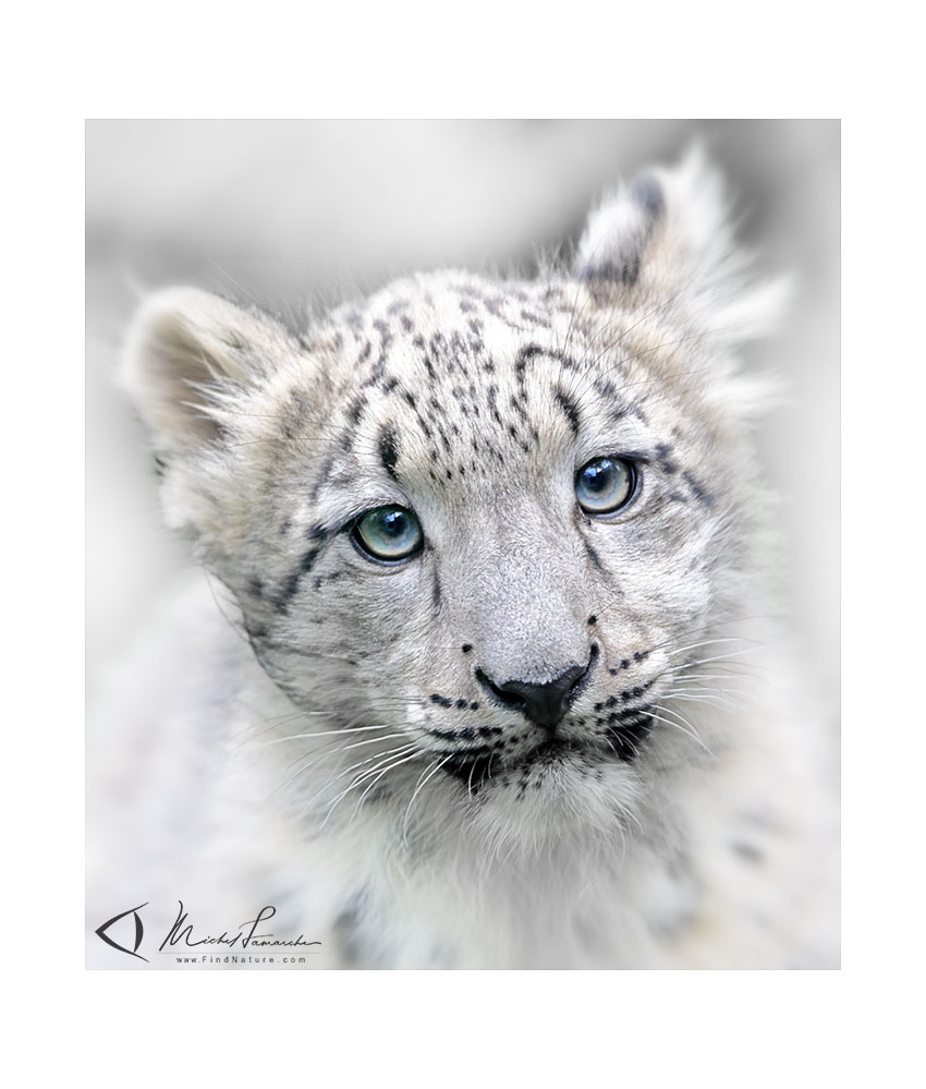 Léopard des neiges - Snow Leopard
