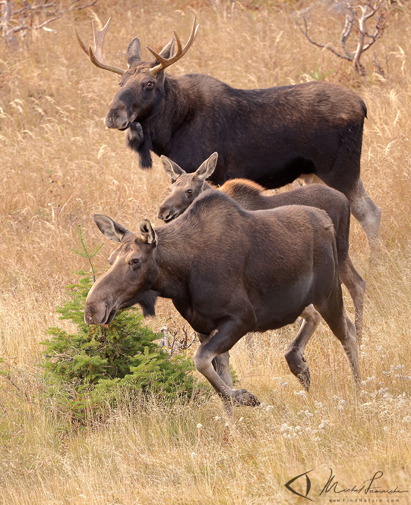 Orignal, Canadian moose