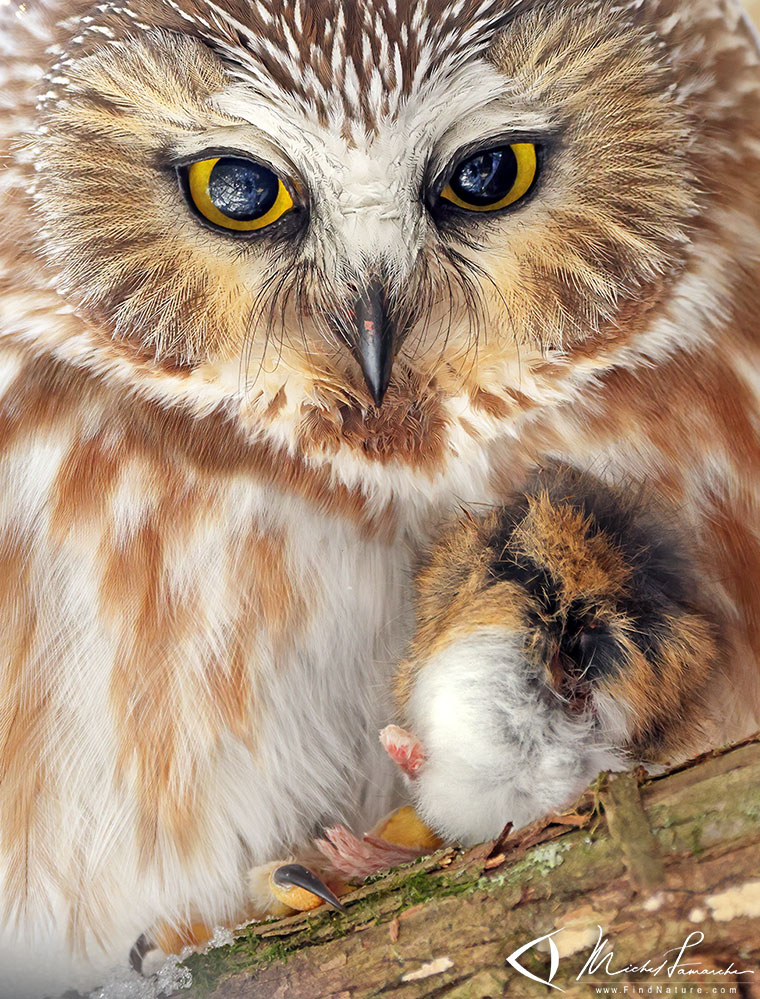 Petite Nyctale, Northern Saw-whet Owl, Aegolius acadicus