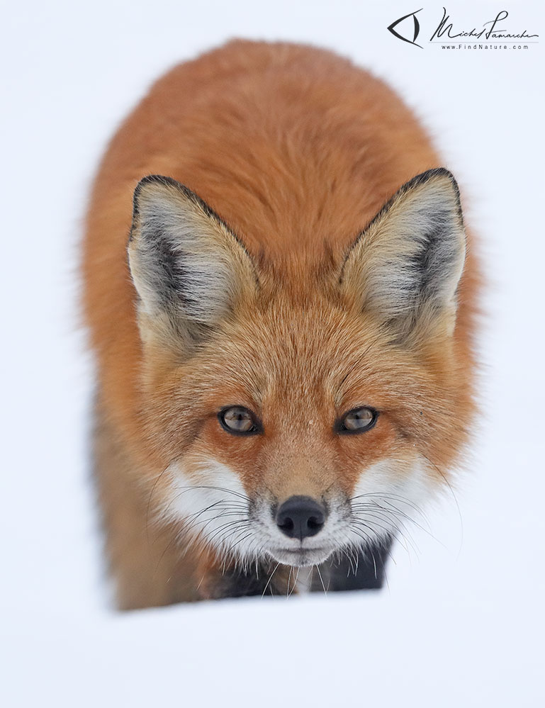 Renard roux, red fox