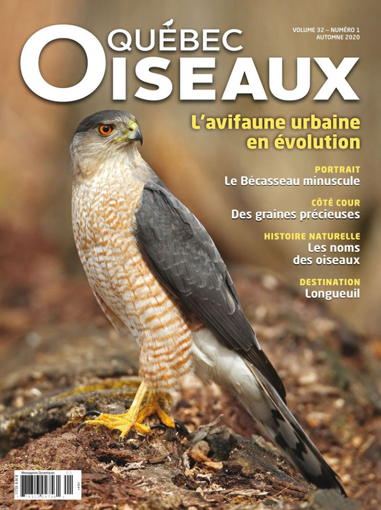 Photo couverture Québec Oiseaux, St-Bruno (Québec), 2012-03-19