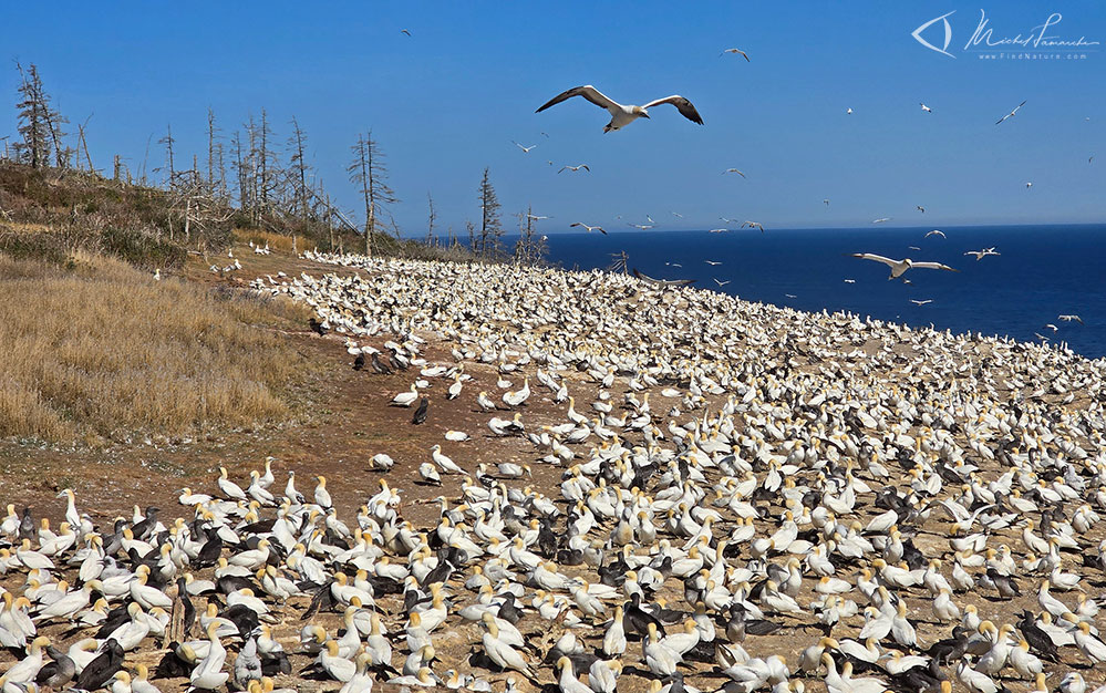 Île-Bonaventure, Gaspésie (Québec), 2025-09-25