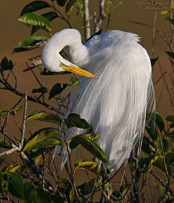 Everglades (Floride), 2008-12-29