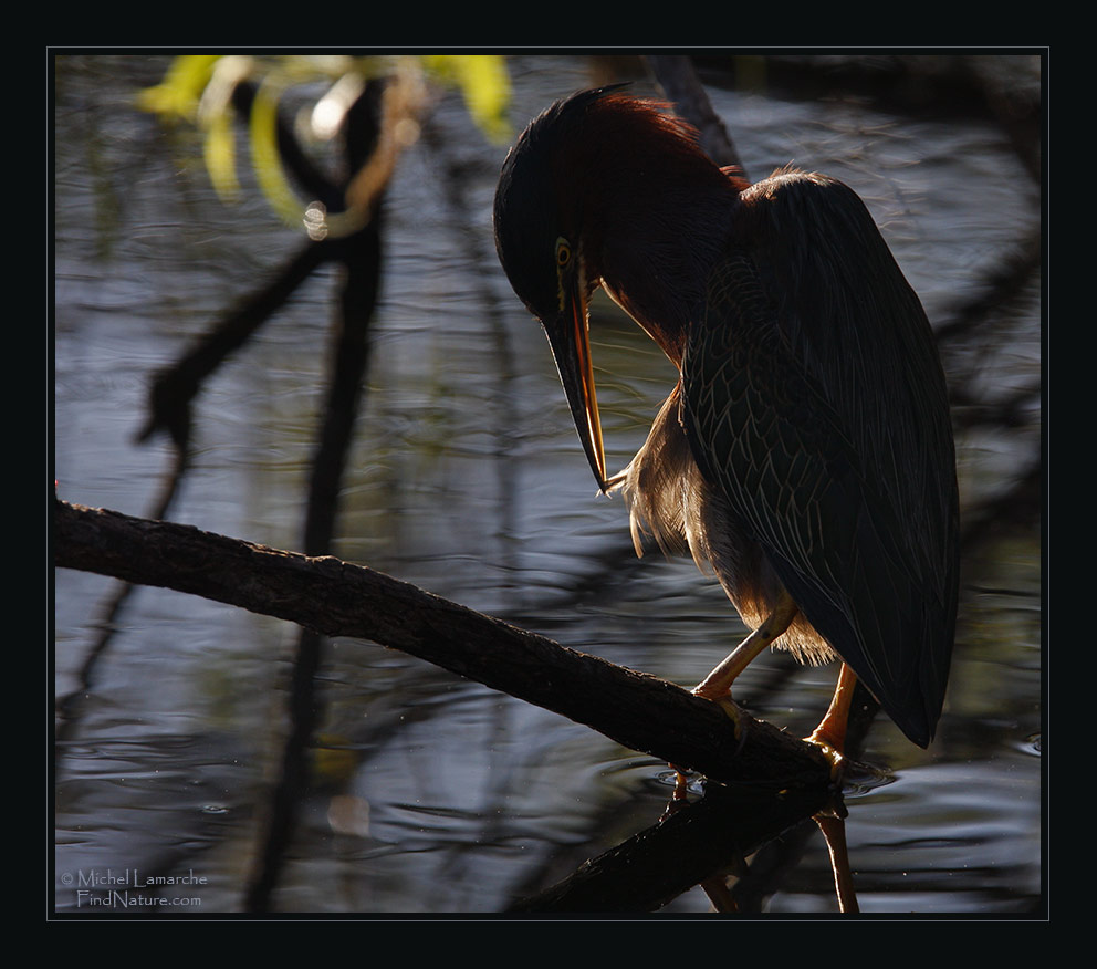 Everglades, Floride (USA), 2008-12-25