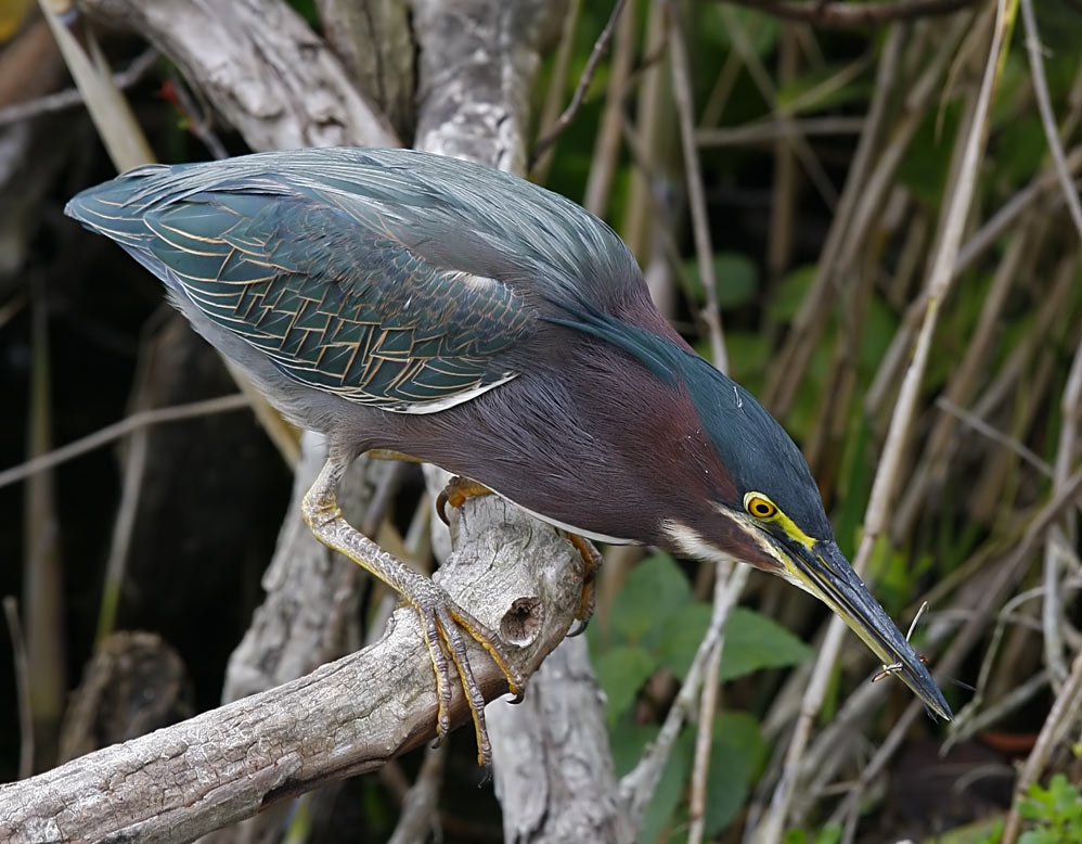 Everglades, Floride (USA), 2008-12-25