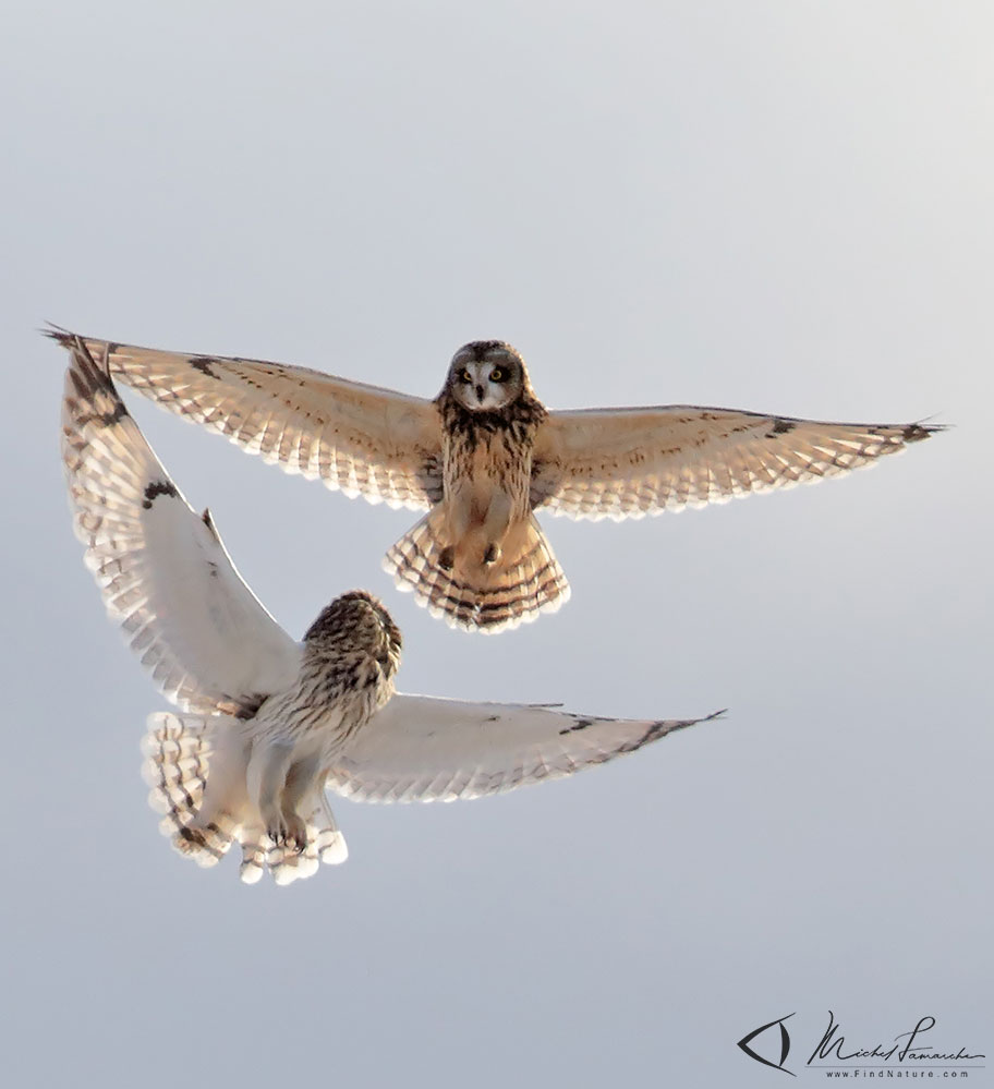 Mont&eacute;r&eacute;gie (Qu&eacute;bec), 2017-12-21