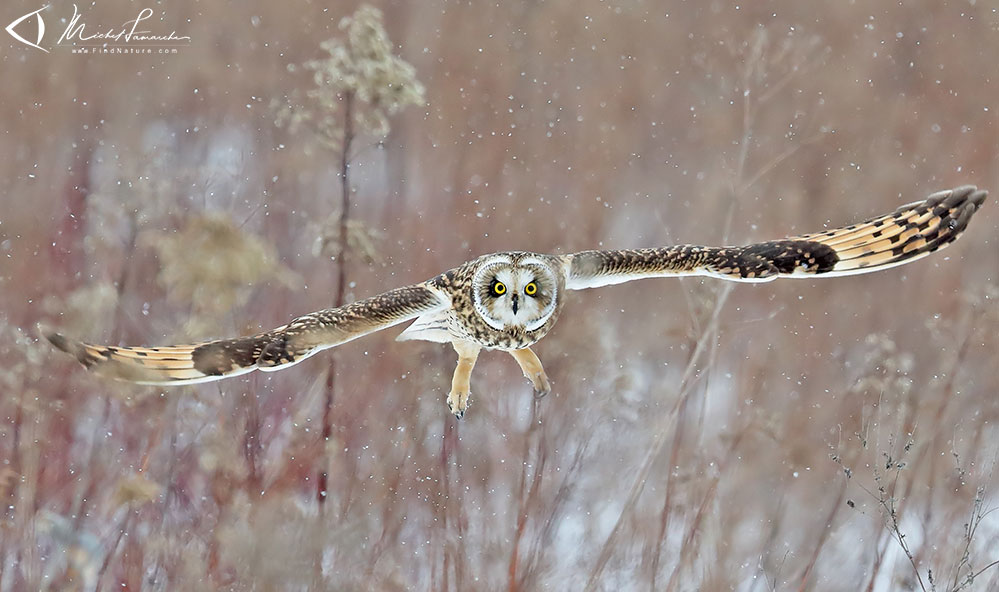 Mont&eacute;r&eacute;gie (Qu&eacute;bec), 2017-12-22