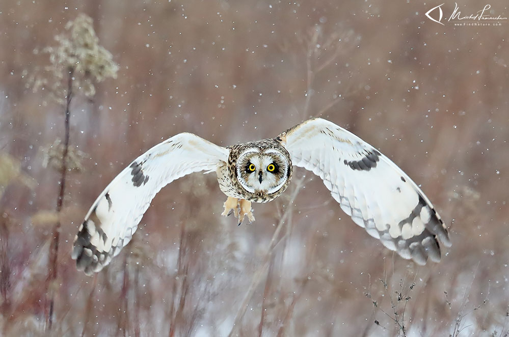 Mont&eacute;r&eacute;gie (Qu&eacute;bec), 2017-12-22