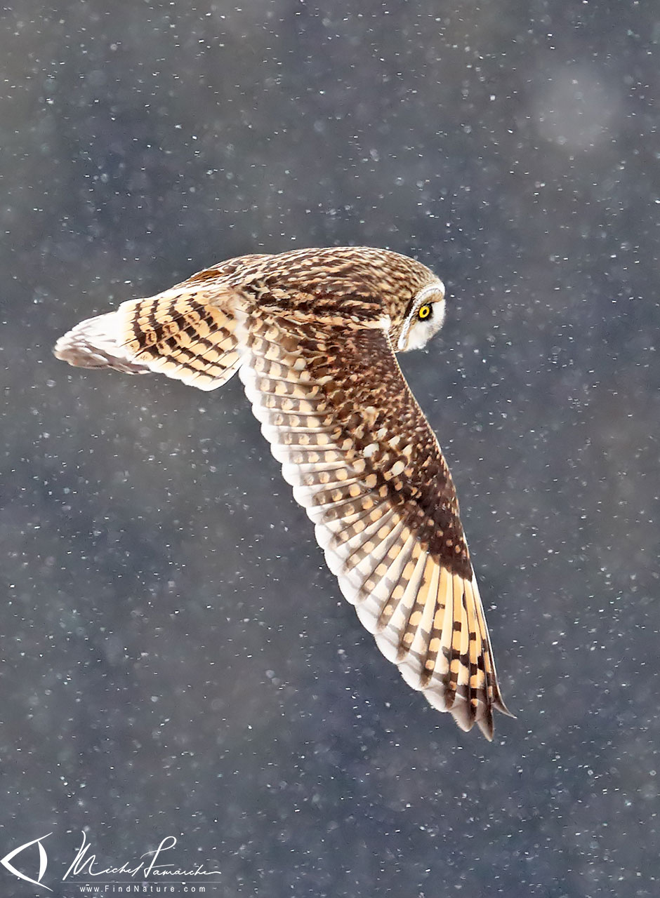 Mont&eacute;r&eacute;gie (Qu&eacute;bec), 2017-12-22