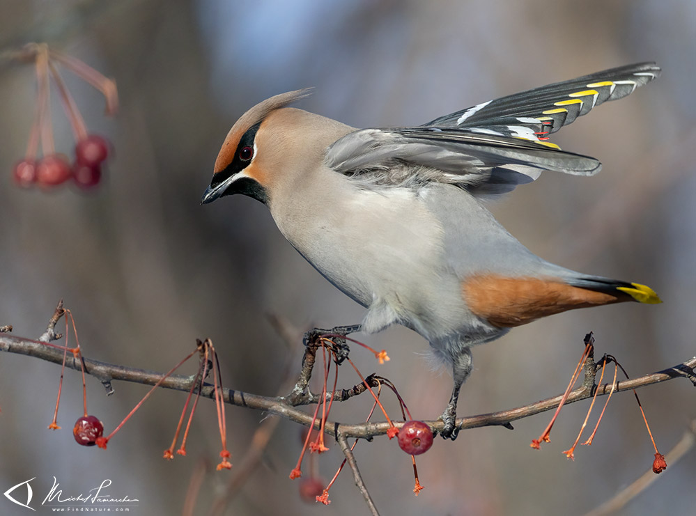 Boucherville (Qu&eacute;bec), 2026-02-01