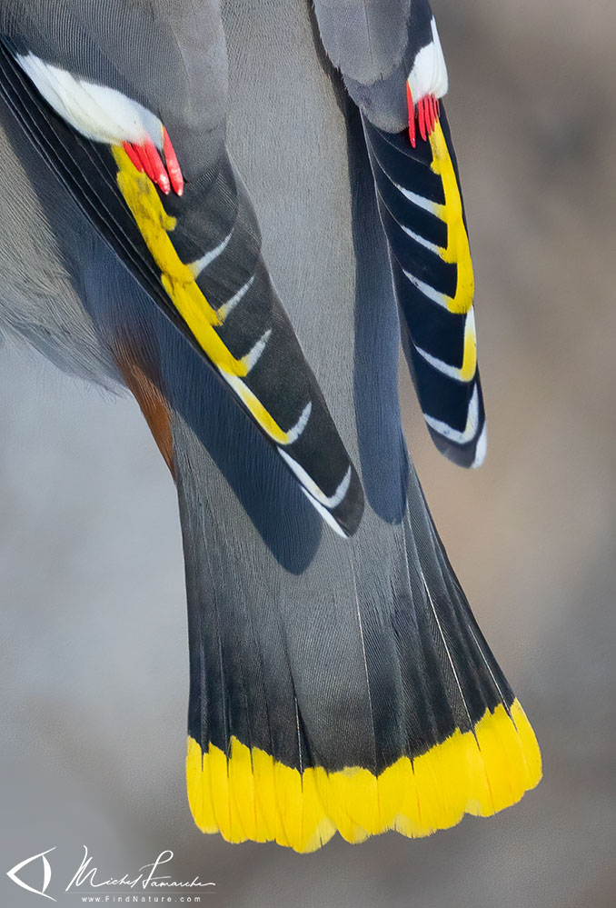 Boucherville (Qu&eacute;bec), 2026-02-01