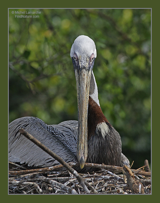 Construction du nid, Nest construction, Everglades (Floride),  2006-12-31