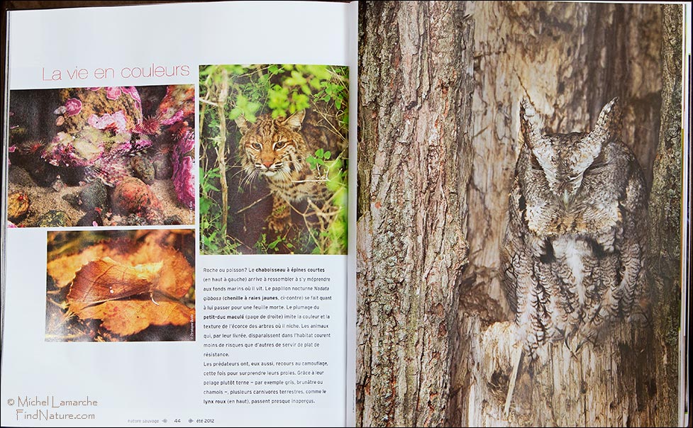 Publication du Petit-duc Maculé dans Nature Sauvage, Été 2012, 2012-06-03